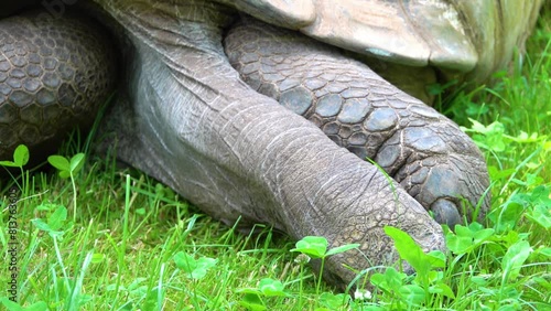 Galapagos tortoise complex or Galapagos giant tortoise complex (Chelonoidis and related species) are the largest living species of tortoise. Modern Galapagos tortoises can weigh up to 417 kg. photo