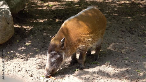 Red river hog (Potamochoerus porcus), also known as the bush pig (but not to be confused with Potamochoerus larvatus, common name bushpig), is a wild member of the pig family living in Africa. photo