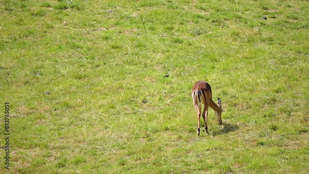 Impala antelope graze in a green meadow. Impala (Aepyceros melampus) is medium-sized antelope found in eastern and southern Africa. It features a glossy, reddish brown coat. Impala antelope graze in a green meadow. Impala (Aepyceros melampus) is medium-sized antelope found in eastern and southern Africa. It features a glossy, reddish brown coat.