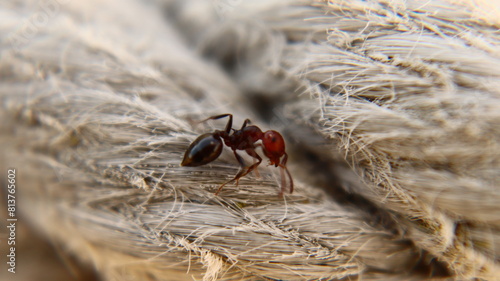hormiga en la cuerda floja, fondo escitorio, fondo pantalla, hormiga trabajando, tiempo de dar cuerda, hormiga tejiendo