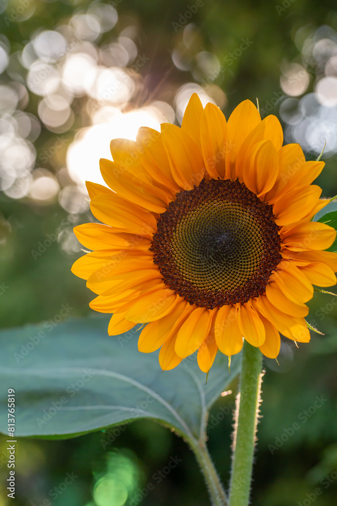 Obraz premium Blooming sunflower on a green background closeup on a summer sunny day. Sunflower with bright yellow petals on a in summertime