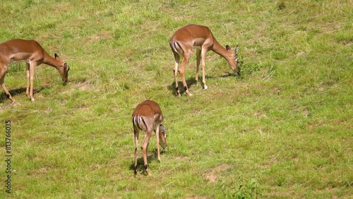Impala antelope graze in a green meadow. Impala (Aepyceros melampus) is medium-sized antelope found in eastern and southern Africa. It features a glossy, reddish brown coat. photo