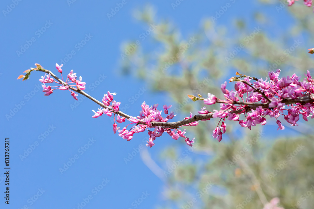 Blooming redbud trees in springtime with bright blue sky background, close up photo