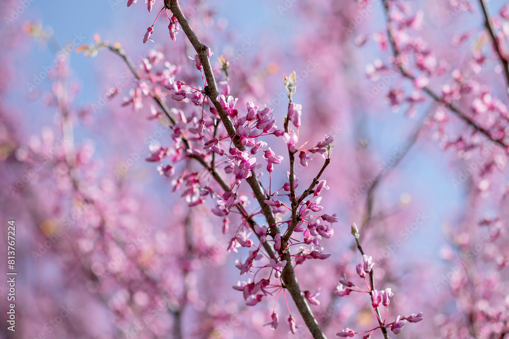 Blooming redbud trees in springtime with blurred pink and light blue background, close up photo Blooming redbud trees in springtime with blurred pink and light blue background, close up photo
