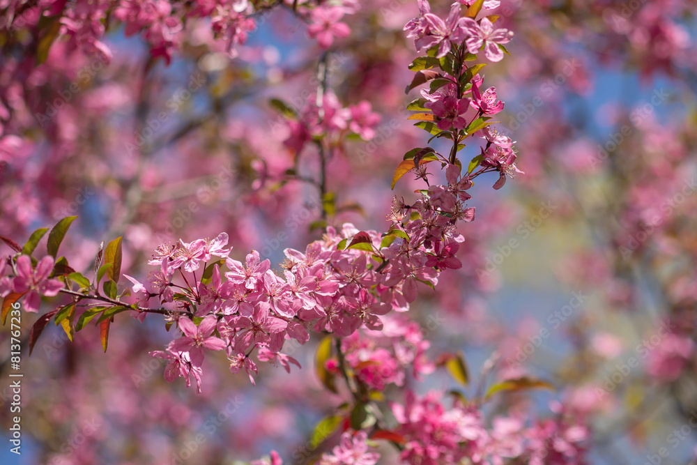 Pink crab apple blossoms on a branch in early springtime with blurred pink and blue background. Pink crab apple blossoms on a branch in early springtime with blurred pink and blue background.