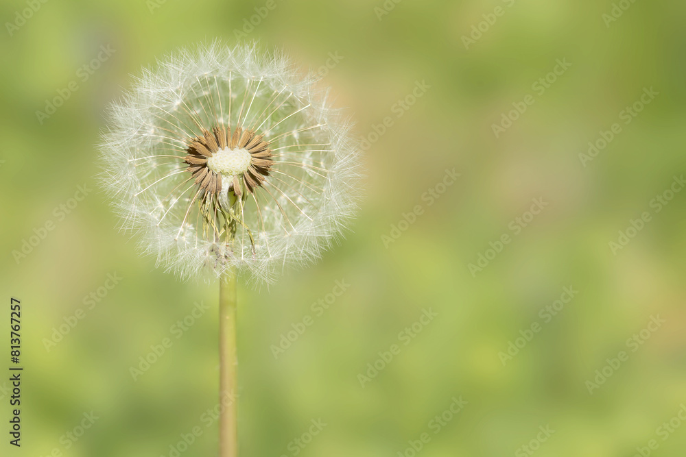 White dandelion head isolated on a light green background on a spring day in Iowa, close up photo with copy space for text White dandelion head isolated on a light green background on a spring day in Iowa, close up photo with copy space for text