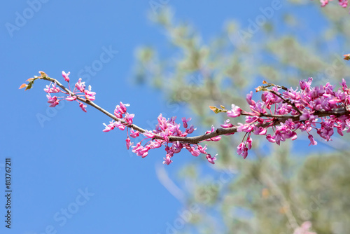 Blooming redbud trees in springtime with bright blue sky background  close up photo