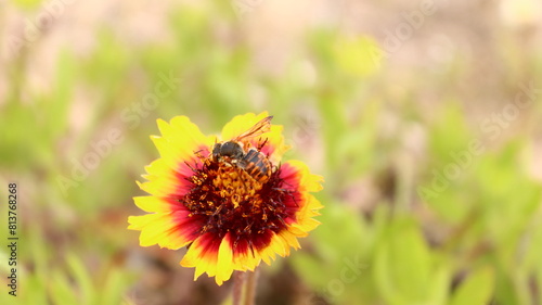 abeja polinizando, fondo pantalla, fondo escritorio