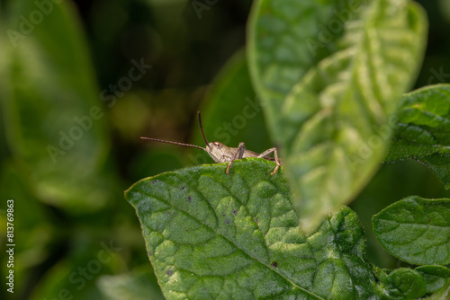 Common field grasshoper sitting on a green leaf macro photography in summertime. Common field grasshopper sitting on a plant in summer day close-up photo. Macro insect on a green background.