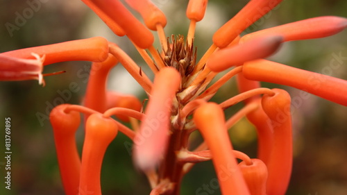 flor que se parece a un pulpo