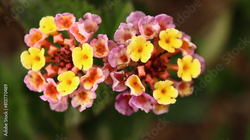 flores gemelas, fondo pantalla, fondo escritorio