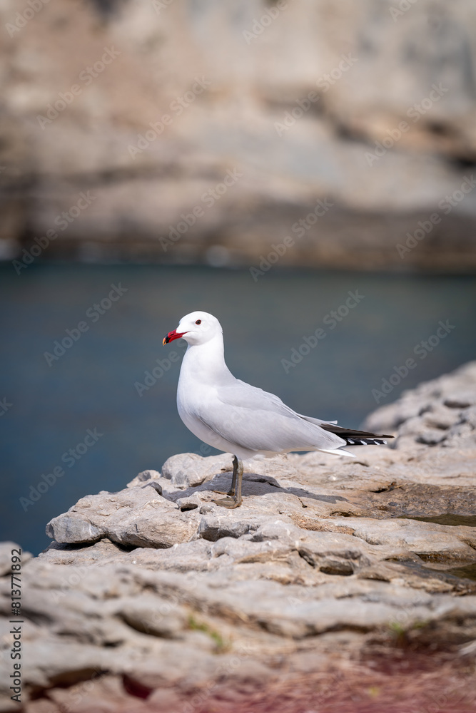 seagull at the cliffs in Banyalbufar in mallorca on a sunny windy day in summertime seagull at the cliffs in Banyalbufar in mallorca on a sunny windy day in summertime