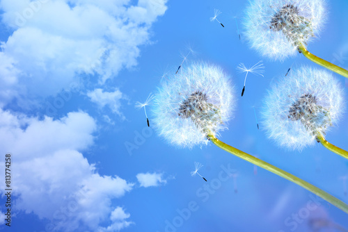 Spring flower  dandelion and flying seeds against the background of sky and clouds