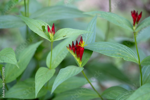 A beautiful cluster of Indian pink flowers and buds. Spigelia marilandica is a native plant often cultivated for gardens. Horizontal.