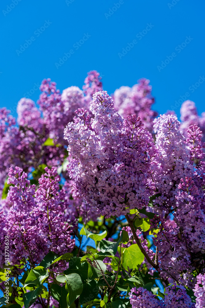 Purple lilac branch in spring time against blue sky in garden, closeup Purple lilac branch in spring time against blue sky in garden, closeup