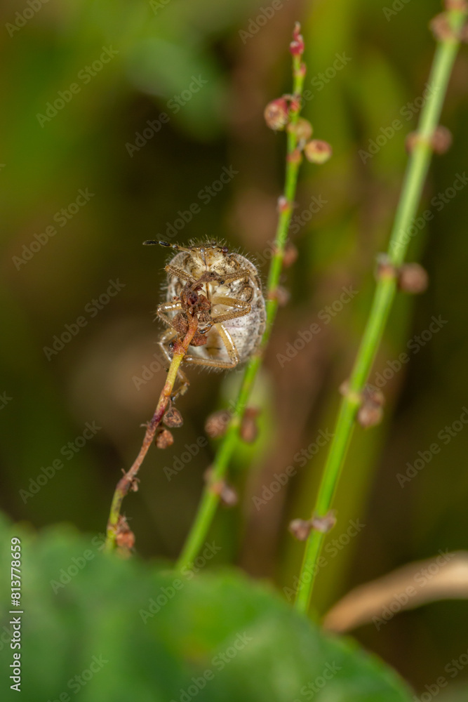 A beetle sits on a green leaf macro photography in the summer. A bug sits on a thin leaf of a plant. Wildlife landscape with insect close-up on a green background. A beetle sits on a green leaf macro photography in the summer. A bug sits on a thin leaf of a plant. Wildlife landscape with insect close-up on a green background.