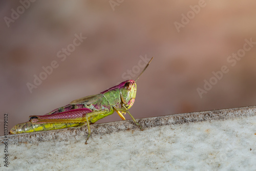 Common field grasshoper sitting on a stone macro photography in summertime. Common field grasshopper sitting on a paving slabs in summer day close-up photo. photo