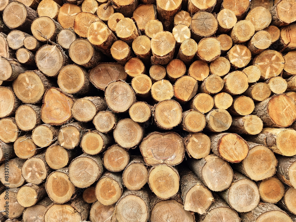 pile of cut tree trunks in a sawmill. texture of large logs of tree wood pile of cut tree trunks in a sawmill. texture of large logs of tree wood