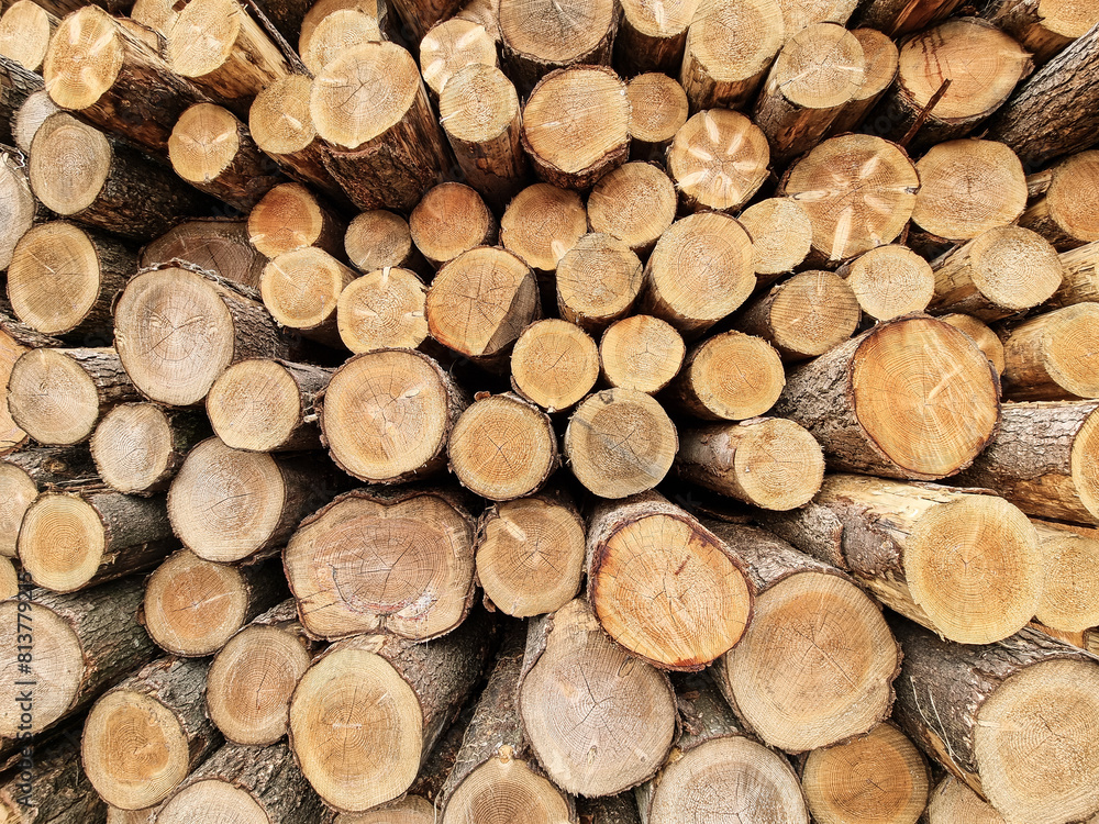 background of cut tree trunks. Pile of large logs of wood in close up background of cut tree trunks. Pile of large logs of wood in close up
