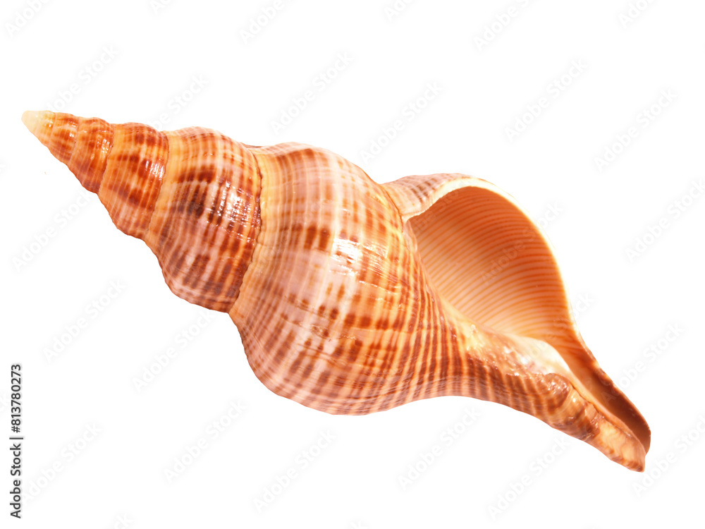 Seashell isolated on white