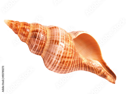 Obraz na płótnie Seashell isolated on white w salonie