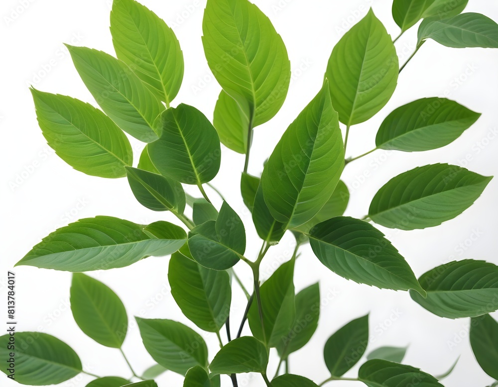 Fresh Green Foliage on Crisp White Background: A Collection of Ash, Eucommia Ulmoides, and Spikenard Leaves