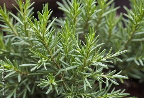 Close-up of Fresh Rosemary Sprig with Fragrant Green Leaves - Culinary Herb for Seasoning and Decoration