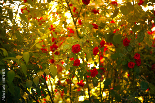Red Roses Flowers blooming in Fantasy magical enchanted garden, fairytale floral grove on mysterious evening background with sunset light in golden hour.