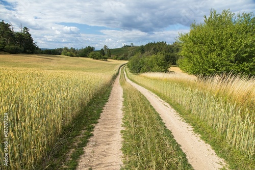 landscape with winter wheat field and dirt road