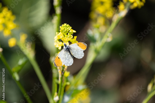 Male Orange-tip butterfly (Anthocharis cardamines) on yellow flower. Yorkshire, UK in Spring photo