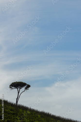 Maritime Pine on a Slope of a Hill in Portugal.