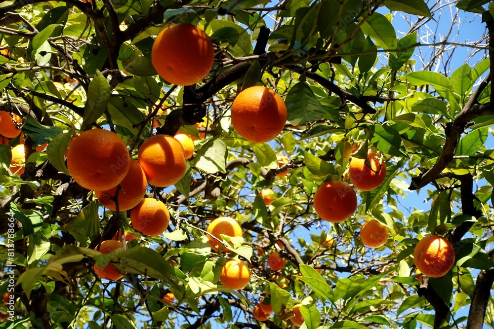 Fototapeta premium Branches of an orange tree - citrus aurantium - full of ripe fruit on a sunny winter day in a city park of Seville, Andalusia, Spain. Bitter bigarade oranges are perfect for making marmalade. 