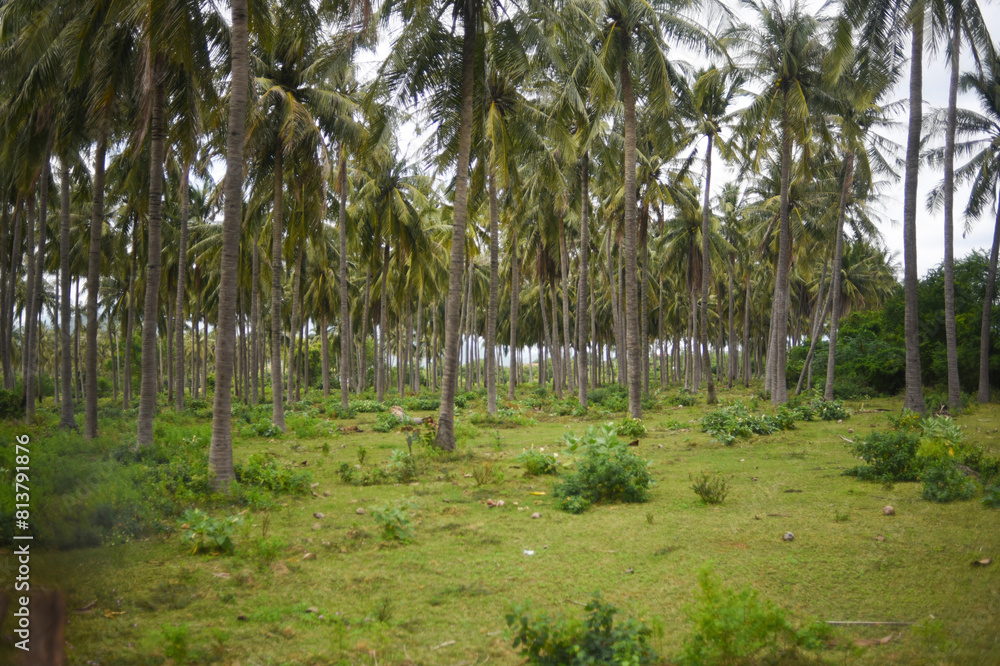 Obraz premium a area with many coconut trees 