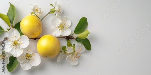 Wholeheartedly yellow quince fruits with buds, leaf petals and foliage  protruding from a tree limb over a white setting and space, Generative AI. photo