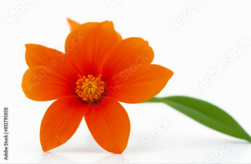 Orange flower, isolated on white background
