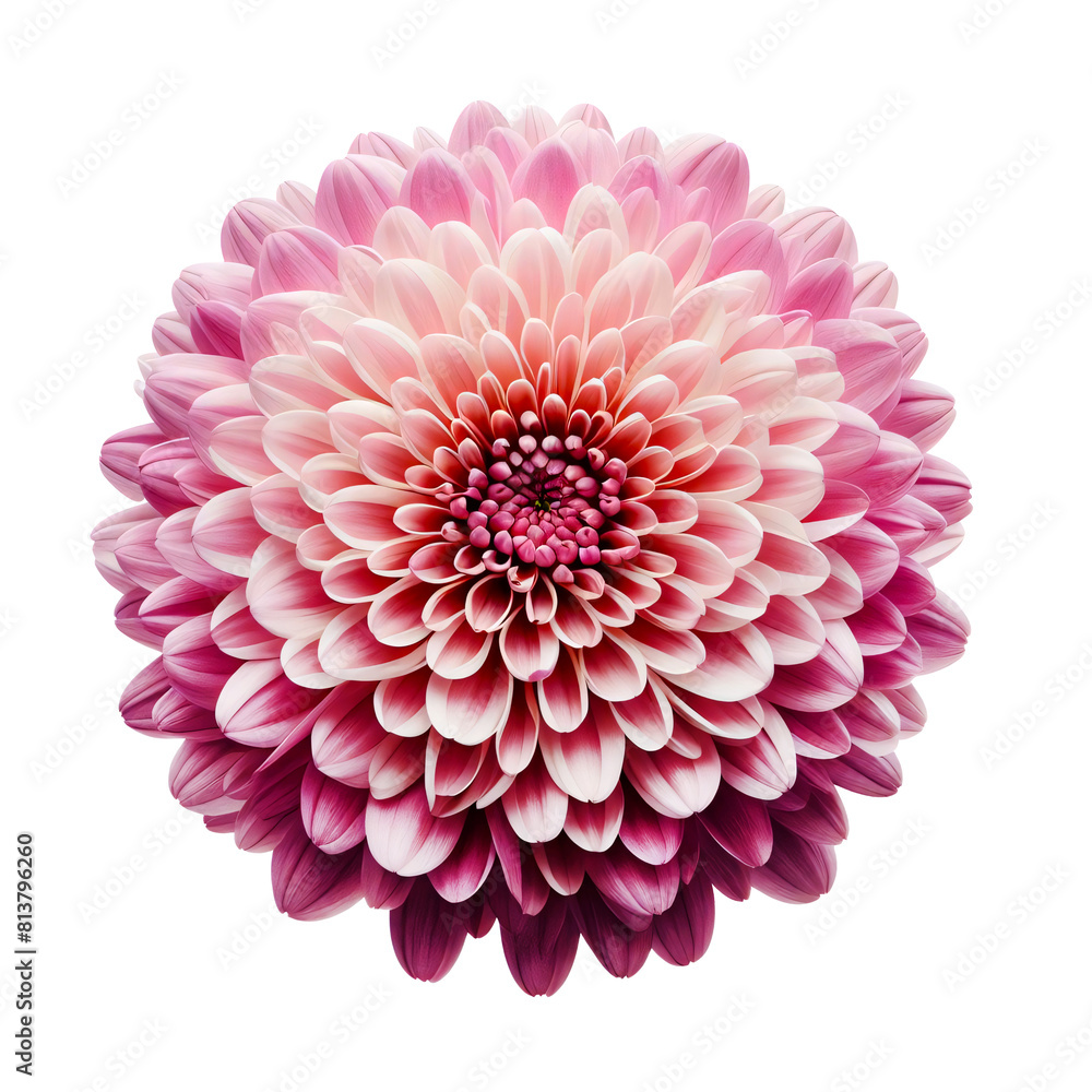 Pink Chrysanthemum flower isolated on transparent background, top view PNG Image