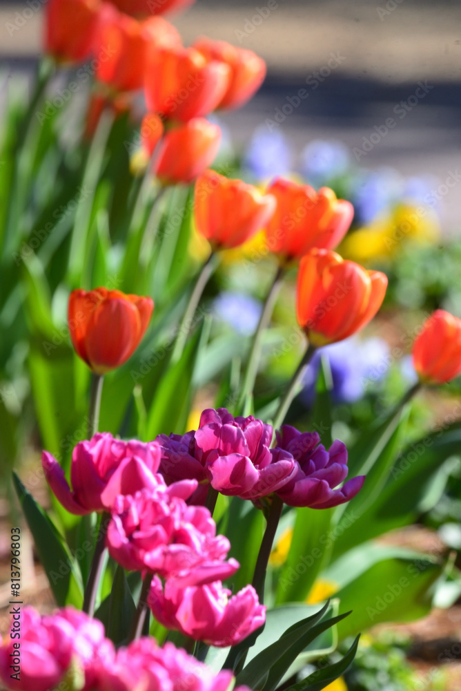 風に吹かれて、カラフルなフラワーアレンジメント、赤色、黄色，紫色，ピンク色のチューリップ