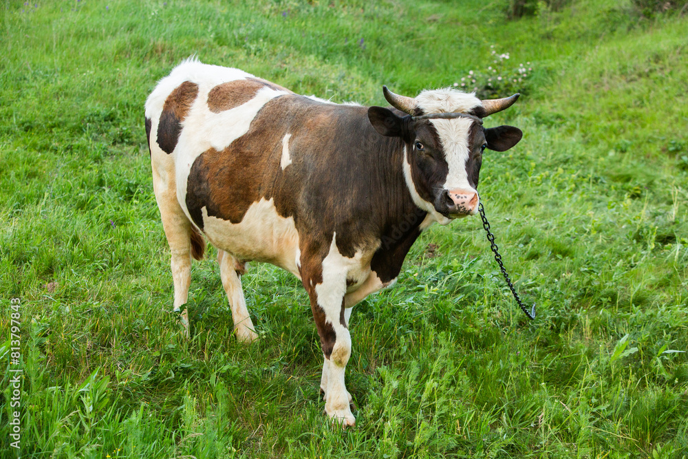 Portrait of a young cow on a green meadow in summer in Republic of Moldova Portrait of a young cow on a green meadow in summer in Republic of Moldova