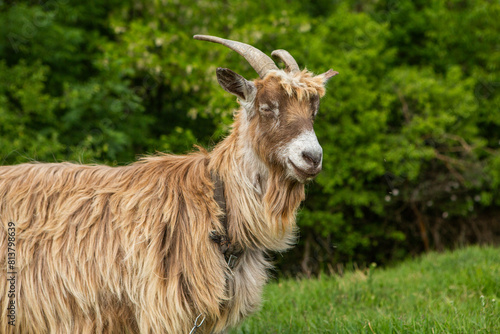 goat on a green meadow in the countryside in summertime in Republic of Moldova