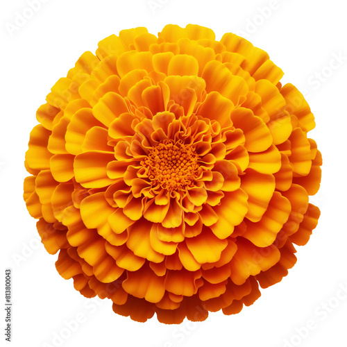 Yellow marigold flower isolated on transparent background, PNG Image