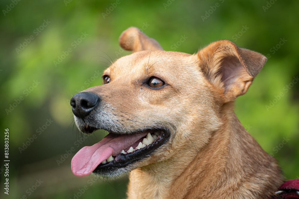 Hechelnder Hund mit Zunge draußen schräg von der Seite Hechelnder Hund mit Zunge draußen schräg von der Seite