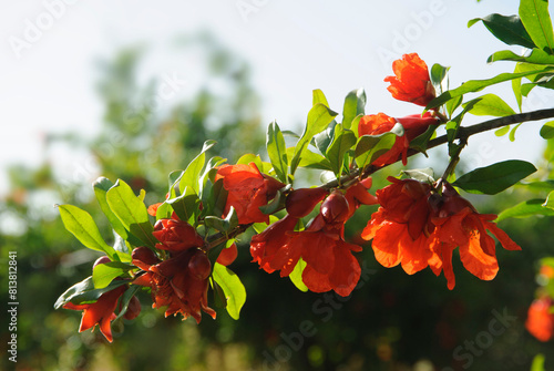 Pomegranate flowers with buds on a branch.
