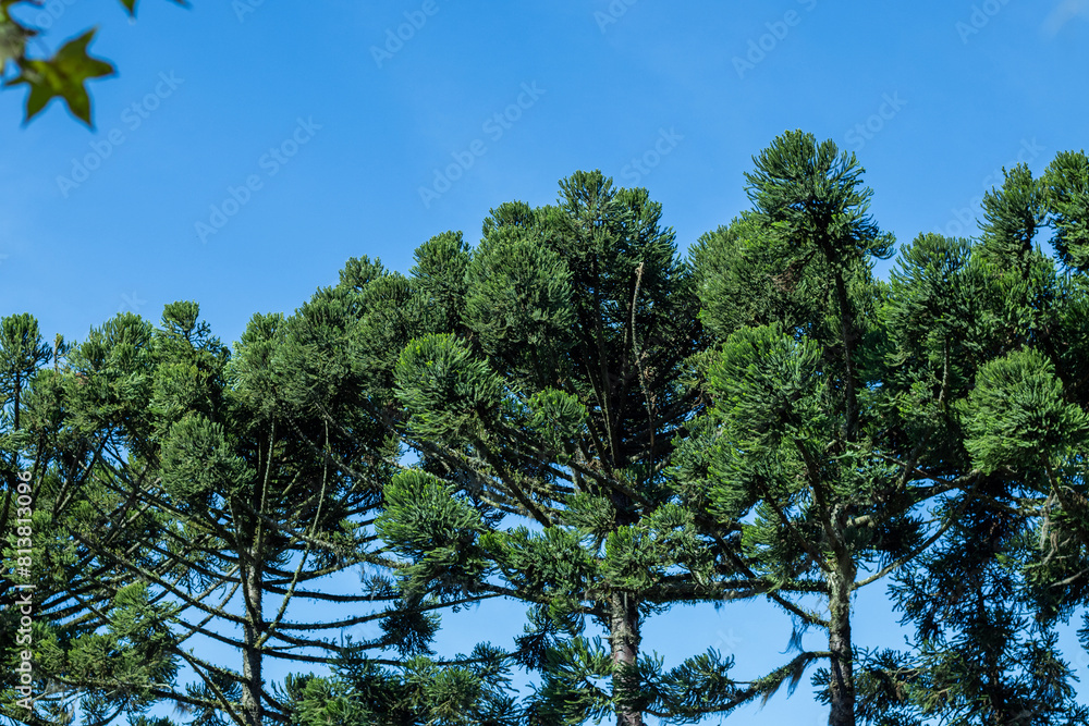 Fototapeta premium Araucária, Araucaria Angustifolia