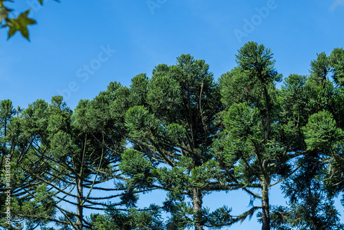 Araucária, Araucaria Angustifolia photo