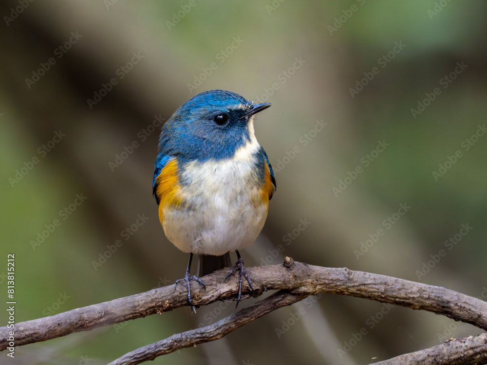 森の中で枝に留まっているルリビタキの雄