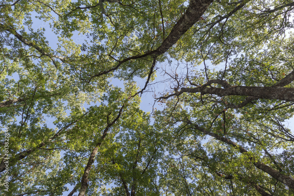Trees in Umbra Forest Nature Reserve, Italy Trees in Umbra Forest Nature Reserve, Italy
