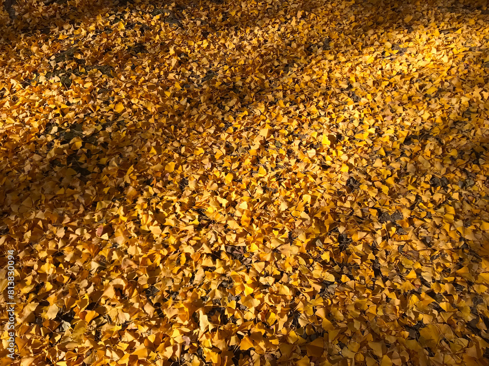イチョウの落ち葉_01 イチョウの落ち葉_01