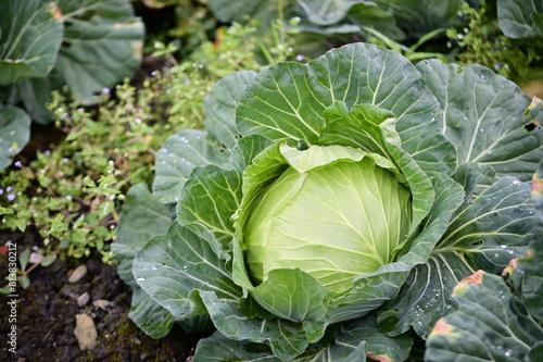 A close-up photograph of a cabbage plant growing in a field, showcasing its leaves with visible insect bite marks and glistening water droplets.