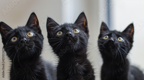 A group of startled black cats looked up.