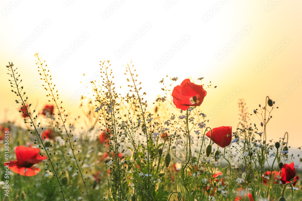 Fototapeta premium Red poppy flowers in a wild field. Vivid Poppies meadow in spring. Beautiful summer day. Beautiful red poppy flowers on green fleecy stems grow in the field. Scarlet poppy flowers in the sunset light